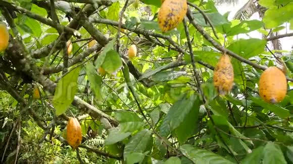 有机可可果种植园长在树上的荚4K印度尼西亚巴厘视频的预览图