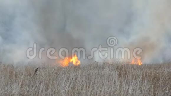 火焰燃烧干草和灌木森林草原发生火灾自然灾害以火灾的形式出现视频的预览图