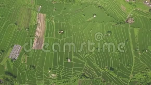 绿米梯田鸟瞰图从上面的无人机在亚细亚村的农村种植水稻农业和视频的预览图