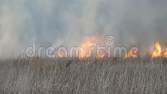 火焰燃烧干草和灌木森林草原发生火灾自然灾害以火灾的形式出现视频的预览图