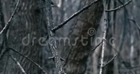 黑暗森林枯枝的特写视频的预览图