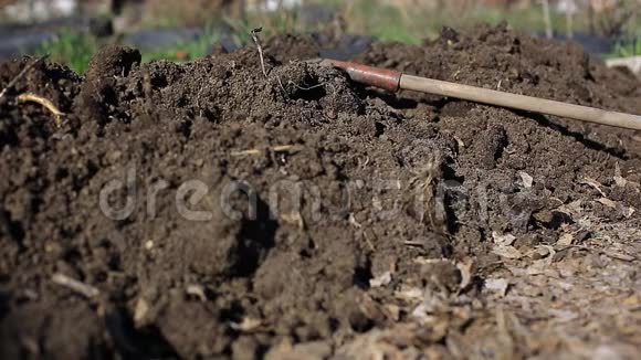 在花园中种植蔬菜农民用有机肥灰施肥蔬菜中种植马铃薯视频的预览图