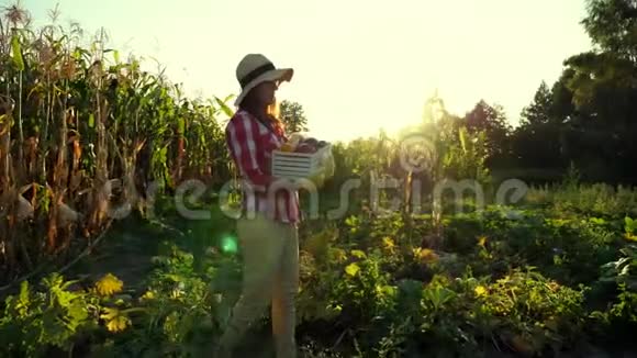 日落时分穿着格子衬衫和帽子的女农民穿过田野菜园拿着不同的盒子视频的预览图
