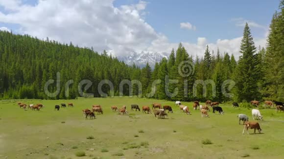 春天空中风景如画的高山景观牧场上有奶牛美丽的景色视频的预览图