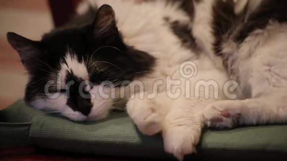 一只可爱的黑白猫在椅子上睡着了不寻常的着色不错的猫视频的预览图
