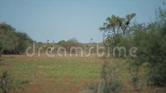 在非洲一个阳光明媚的日子里一群长颈鹿一个接一个地跑过田野野生动物视频的预览图