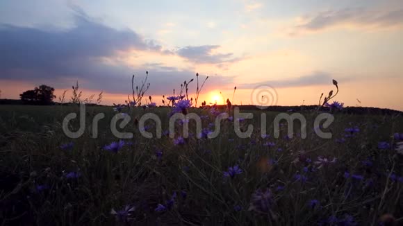 野花草甸上空的夕阳云视频的预览图