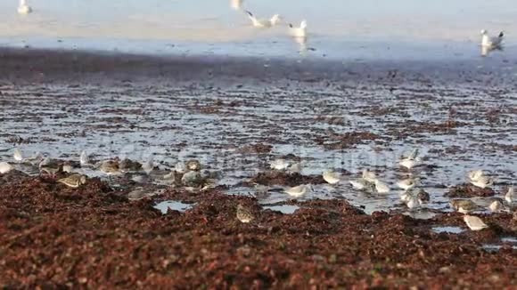 布列塔尼海岸上的海鸟慢动作视频的预览图
