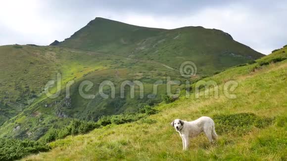 夏天孤独的大牧羊犬在山里休息视频的预览图
