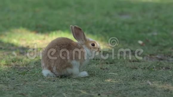 草甸上的野兔视频的预览图