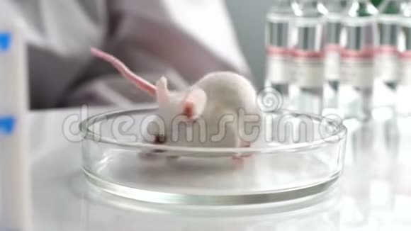 一位年轻的女科学家戴着橡胶手套手里拿着白色的实验室老鼠和她的同事交谈视频的预览图