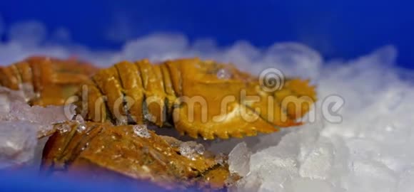 新鲜的巴尔曼虫子在冰上视频的预览图