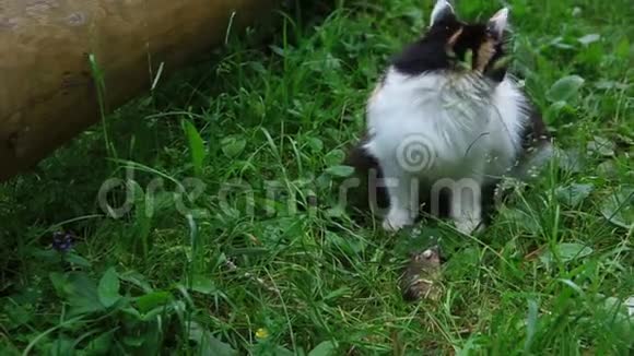 猫正在吃草上的鱼视频的预览图