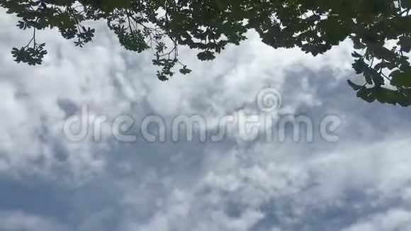 阳光明媚的一天光云的时间流逝部分树叶在前景中视频的预览图