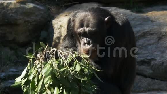 黑猩猩吃树叶视频的预览图