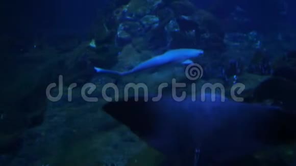 鱼类鲨鱼的水下生活视频的预览图