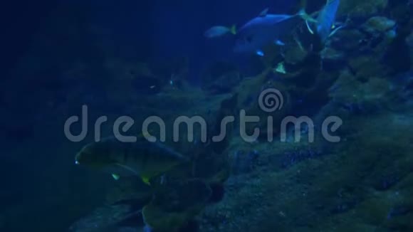 鱼类鲨鱼的水下生活视频的预览图
