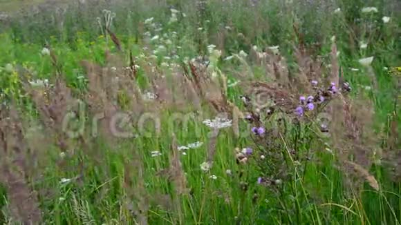 俄罗斯美丽的草地与野生草本植物和花卉的碎片视频的预览图