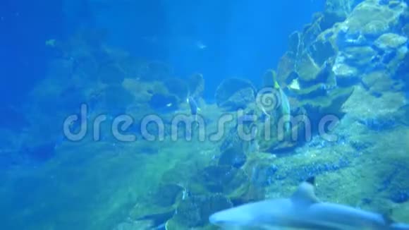 鱼鲨的水下生活视频的预览图