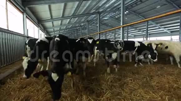 农场里到处跑犊牛群现代奶牛场视频的预览图