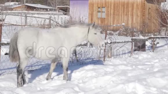 白马在雪地里得到食物雪覆盖村庄的冬季景观4K视频的预览图
