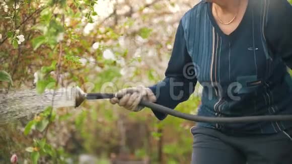 老妇人用水管给苹果树浇水夏天在花园里视频的预览图