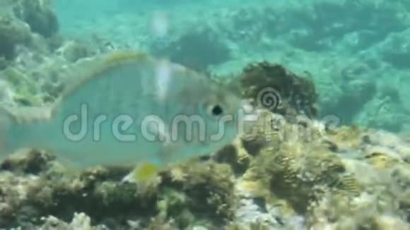 鱼在珊瑚礁中游动视频的预览图