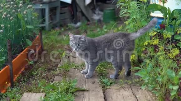 灰猫在花园里的大葱之间行走视频的预览图