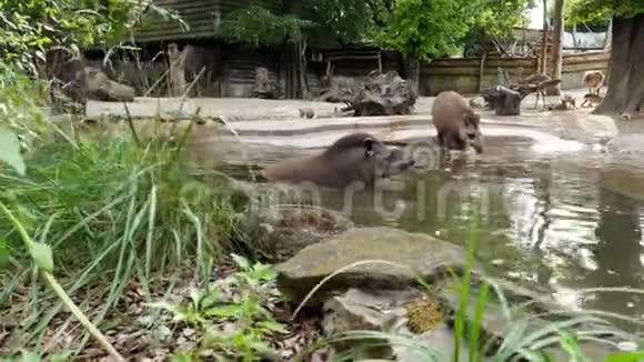 在动物园里在炎热的夏天自来水龙头在水上行走靠近池塘喝水洗澡视频的预览图