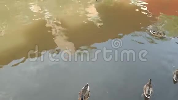 在德国萨尔堡的莱克河寻找食物的野鸭视频的预览图