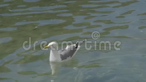 海鸥白色和浅灰色的羽毛漂浮在波浪上摇着头视频的预览图