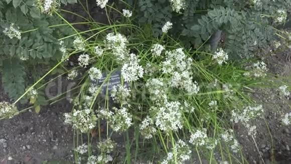 大蒜韭菜花韭菜花中国韭菜花东方大蒜花中国韭菜花视频的预览图