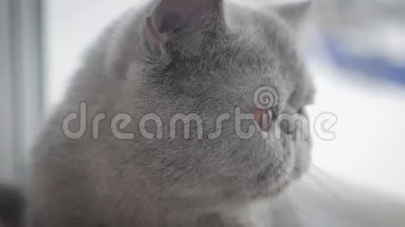 灰色的短毛猫在灰色的特写上视频的预览图
