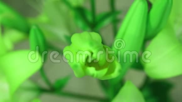 绿植百合花开开其花史诗般的时间流逝奇妙的大自然未来世界视频的预览图