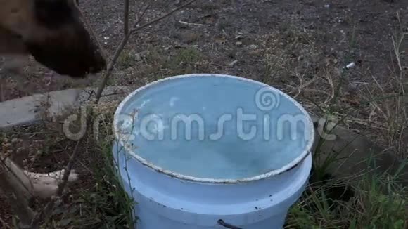 一只狗在热带的水桶里喝水视频的预览图