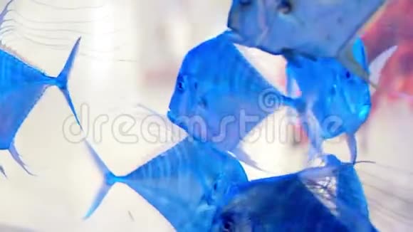 水下世界美丽的水族馆有蓝色的水和银色的鱼视频的预览图