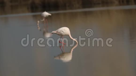 粉红火烈鸟在湖泊腓尼基翅目鸟美丽的白色粉红鸟在池塘水生鸟类在其环境法国卡马格视频的预览图