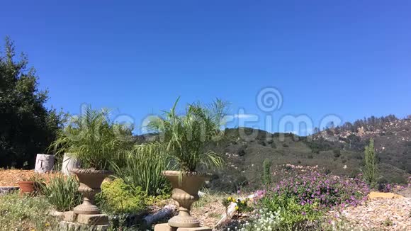 加州山区的一个小花园植物在风中摆动视频的预览图