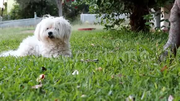 可爱的马耳他狗在花园的绿草上休息视频的预览图