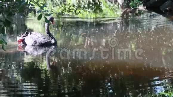 美丽的黑天鹅视频的预览图