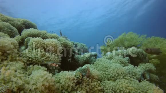 水下美丽的软珊瑚视频的预览图