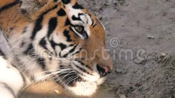 虎的脸色贴了上去视频的预览图