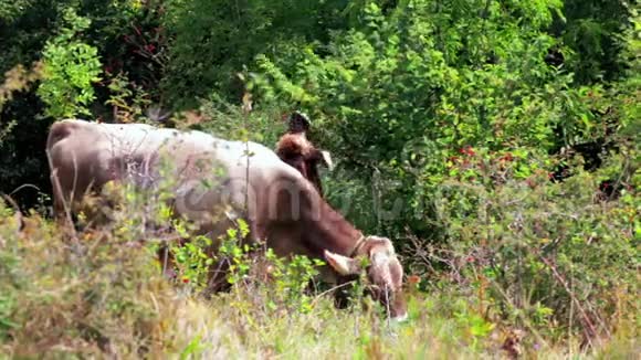 阳光明媚的一天两头棕色的奶牛在山上草地上吃草视频的预览图