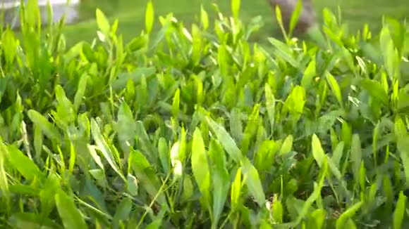 灌木上的新鲜绿叶视频的预览图