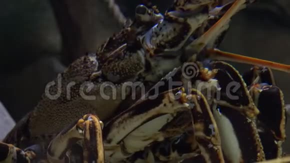 甲壳动物在水下爬行视频的预览图