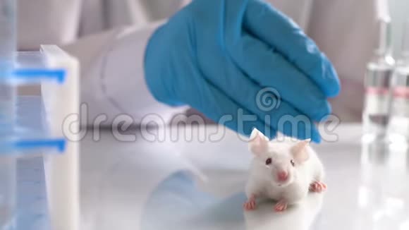 一位年轻的女科学家戴着橡胶手套手里拿着白色的实验室老鼠和她的同事交谈视频的预览图