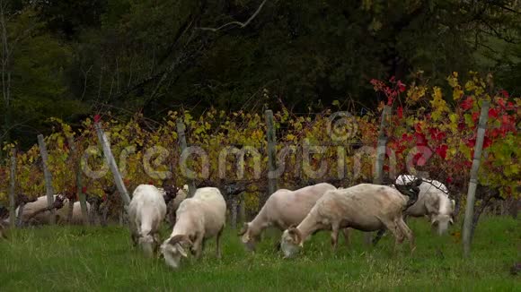 可持续发展波尔多葡萄园的羊群牧场视频的预览图