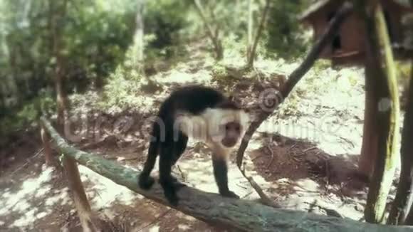 一只白脸猴子的特写镜头视频的预览图