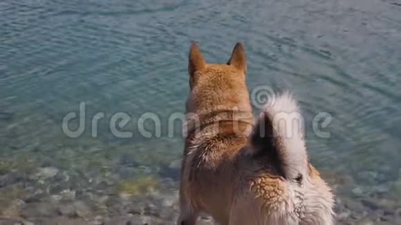 在干净的山河里给一只大狗洗澡天气炎热视频的预览图