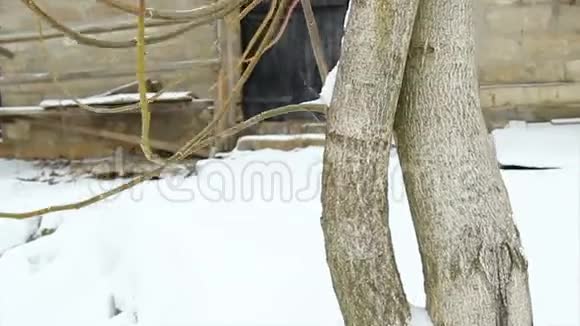 冬天在农村的五颜六色的房子前景中的树视频的预览图